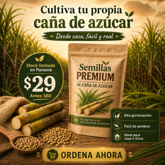 Semillas Premium de Caña de Azúcar