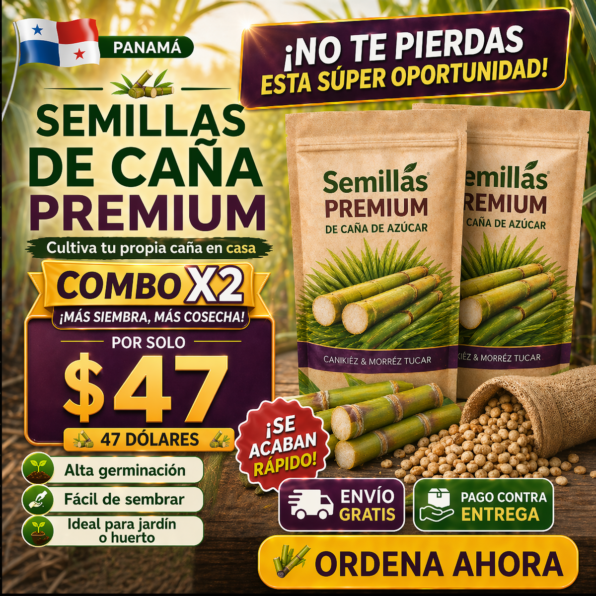Semillas Premium de Caña de Azúcar  🌿